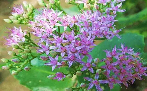 花卉果蔬盆景 | 宿根类花卉有哪些特点