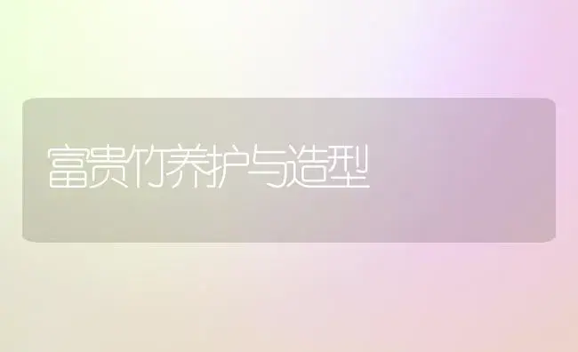 富贵竹养护与造型 | 家庭养花