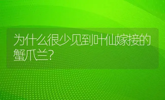 为什么很少见到叶仙嫁接的蟹爪兰？ | 多肉养殖