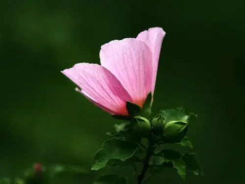 木槿花语与象征意义，木槿有什么传说