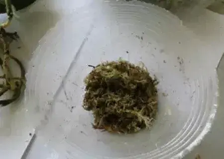 盆景养护管理 | 怎样用水苔养蝴蝶兰