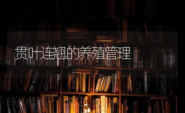 贯叶连翘的养殖管理 | 特种种植