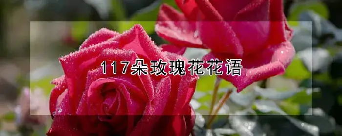 117朵玫瑰花花语