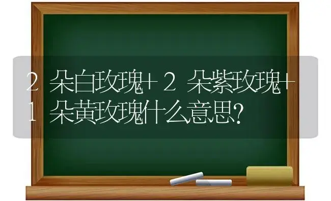 2朵白玫瑰+2朵紫玫瑰+1朵黄玫瑰什么意思？ | 绿植常识