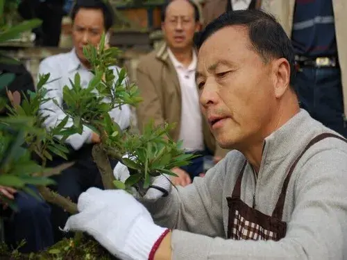 盆景养护管理 | 黑松盆景养护技巧