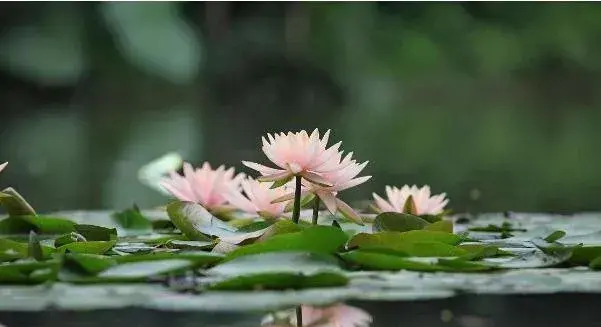 世界上最干净的花花语 睡莲是圣洁美丽的化身