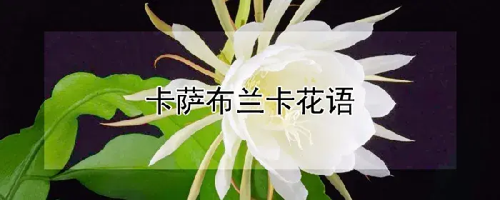 卡萨布兰卡花语