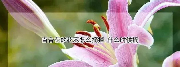 百合花的花蕊怎么摘掉,什么时候摘