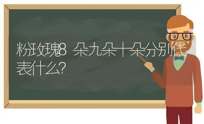 粉玫瑰8朵九朵十朵分别代表什么？ | 绿植常识