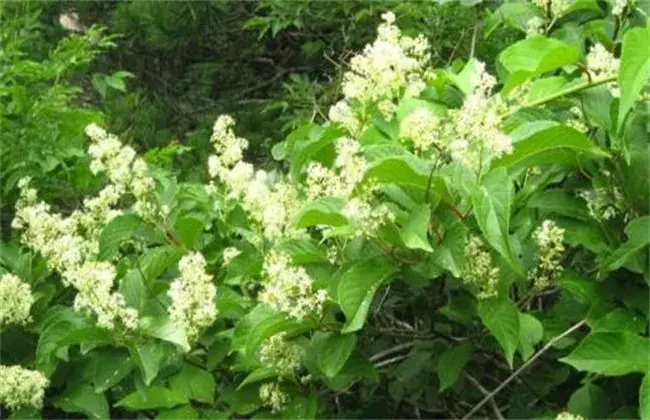 雷公藤的种植技术