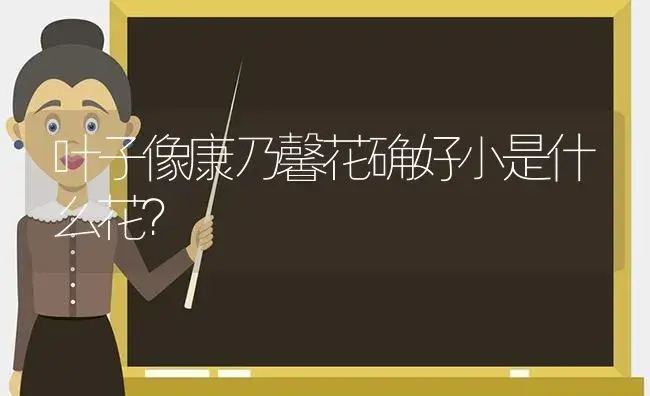 白开夜合的象征意义？ | 绿植常识