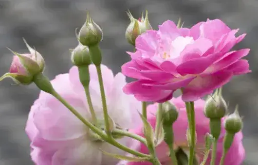 蔷薇花是什么季节开的