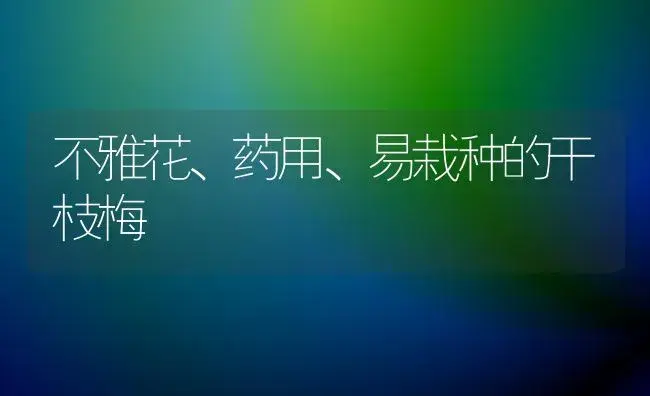 不雅花、药用、易栽种的干枝梅 | 家庭养花