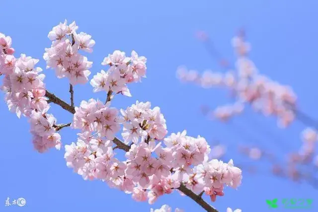 男生送你这两种花，这两种花的花语有哪些？