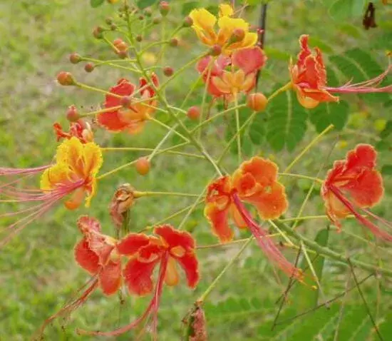 金凤花花语有哪些？