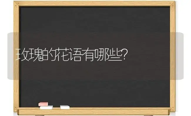 玫瑰的花语有哪些？ | 绿植常识