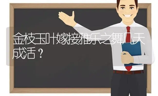 金枝玉叶嫁接雅乐之舞几天成活？ | 多肉养殖