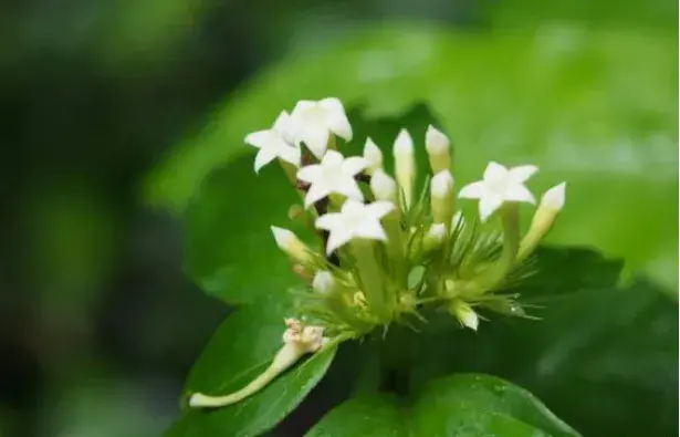 玉叶金花的花语?玉叶金花虽然花朵极其高调的绽放，但寓意却尤为低调!