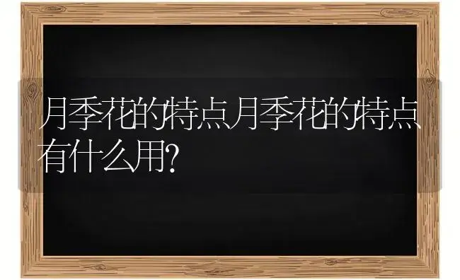 月季花的特点月季花的特点有什么用？ | 绿植常识