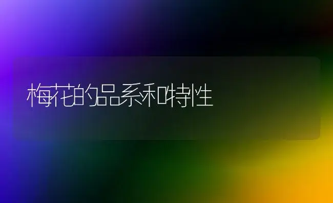 梅花的品系和特性 | 家庭养花