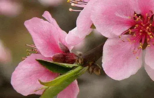 桃花夏天开吗