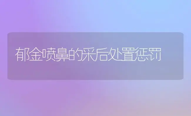 郁金喷鼻的采后处置惩罚 | 家庭养花