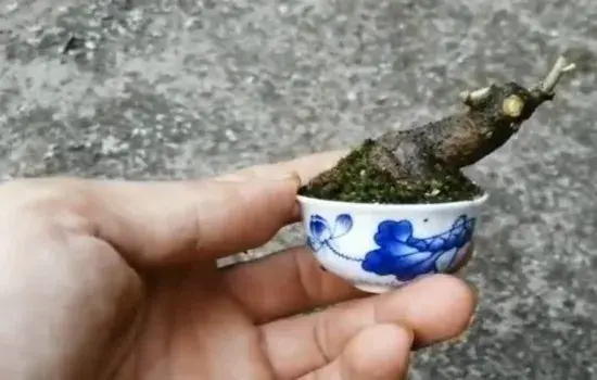 盆景制作 | 制作胡秃子微型盆景 感受别样的迷你景致