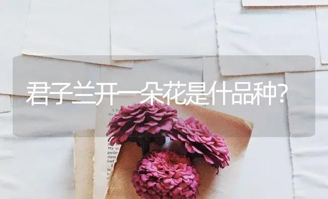 君子兰开一朵花是什品种？ | 绿植常识