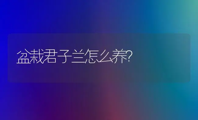 盆栽君子兰怎么养？ | 绿植常识