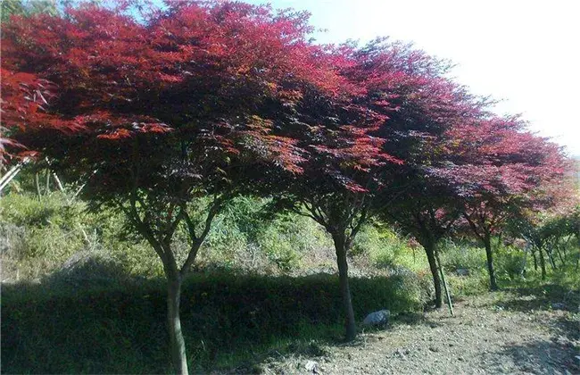 鸡爪槭的种植技术