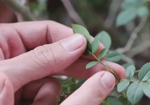 盆栽修剪 | 盆栽月季为什么开花越来越少