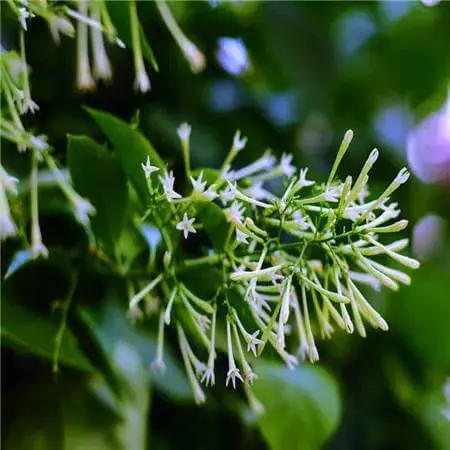 夜来香的花语及传说