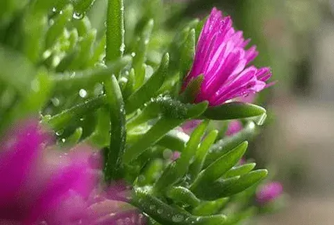 松叶菊花花语有哪些？