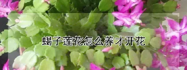 蝎子莲花怎么养才开花