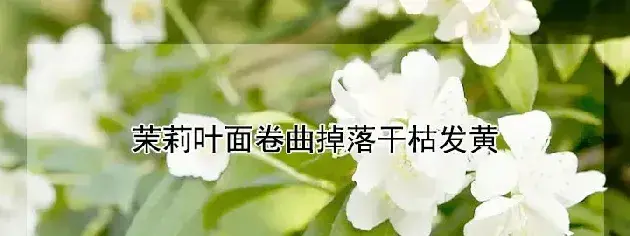 茉莉叶面卷曲掉落干枯发黄