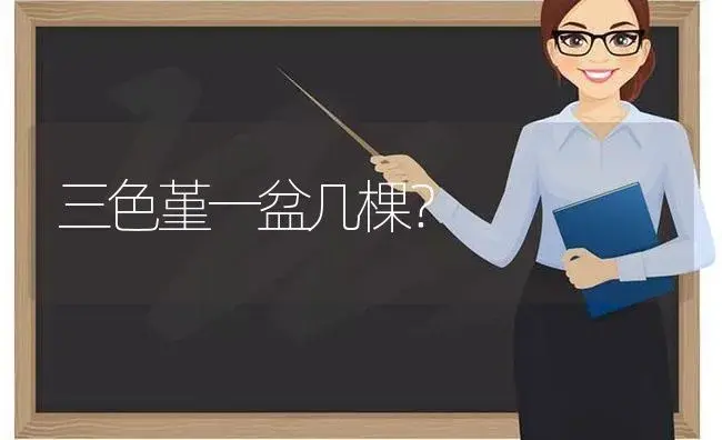 三色堇一盆几棵？ | 绿植常识