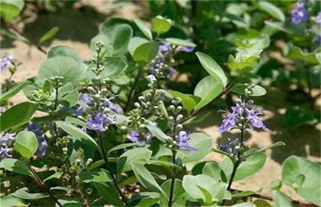 蔓荆子病虫害防治和治疗办法