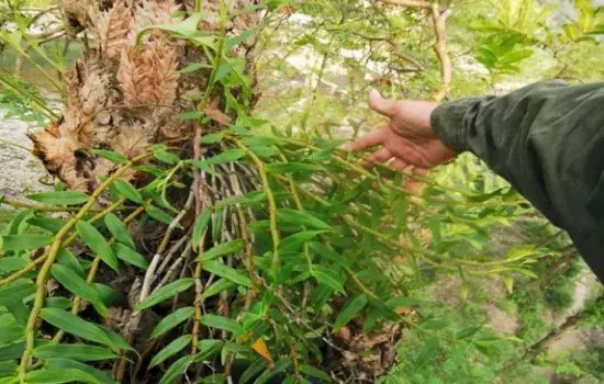 盆景知识 | 野生铁皮石斛生长在什么地方