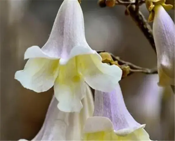 泡桐花几月份开 泡桐花的花语寓意