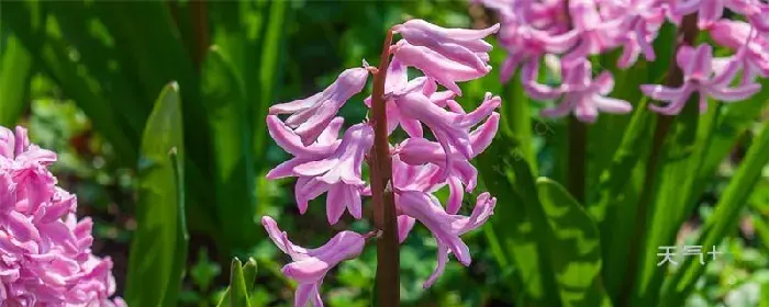 风信子花语 风信子的花语是什么