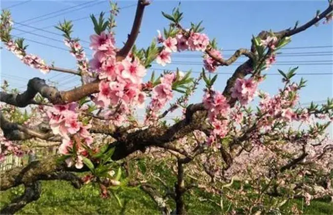 桃树花期管理要点