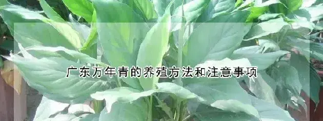 广东万年青的养殖方法和注意事项