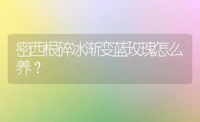 密西根碎冰渐变蓝玫瑰怎么养？ | 绿植常识