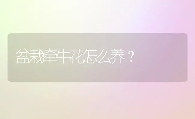 盆栽牵牛花怎么养？ | 家庭养花