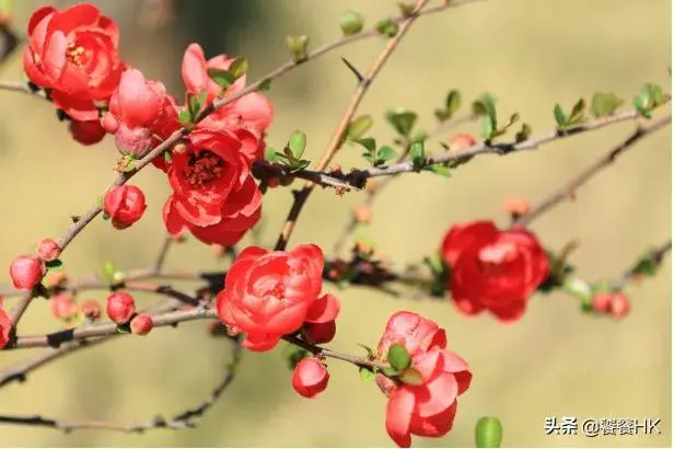 海棠什么时候开花？