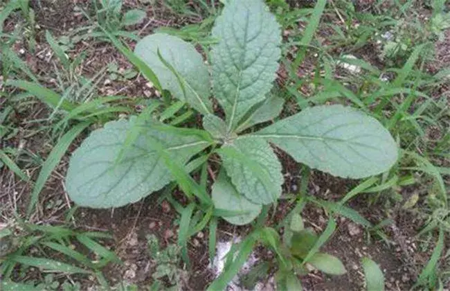 熟地黄的种植技术