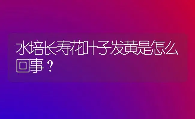 水培长寿花叶子发黄是怎么回事？ | 多肉养殖