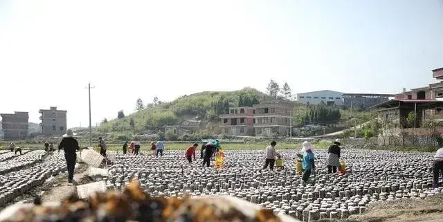 湖南省新田县：种了木耳种水稻 土地提质又增效