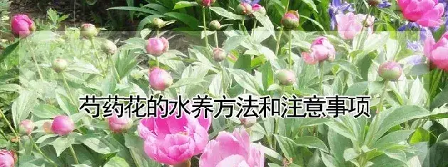 芍药花的水养方法和注意事项