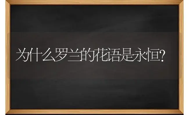 为什么罗兰的花语是永恒？ | 绿植常识